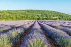 France, Provence. Lavender field near Sault Art Print